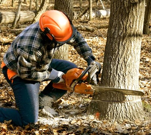 Tree Removal in Courtland, KS